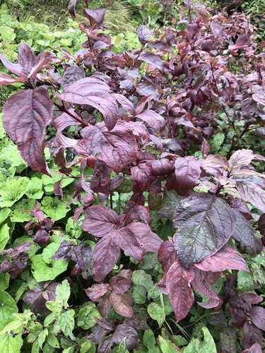 Cornus sericea (red twig dogwood, red osier) (alternate view 7)