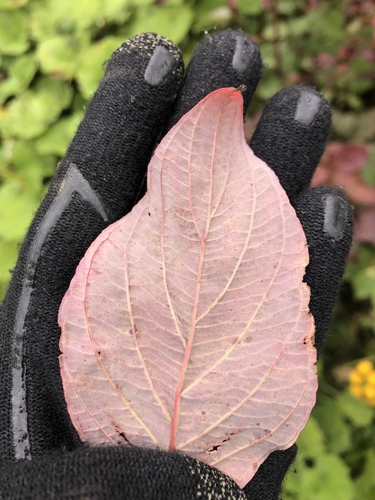 Cornus sericea (red twig dogwood, red osier) (alternate view 9)