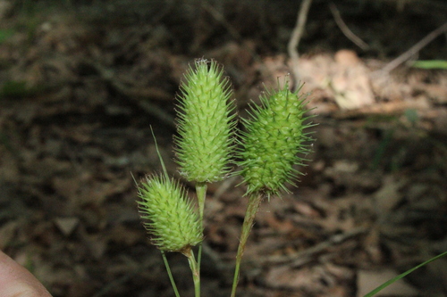 Carex squarrosa (Squarrose Sedge)