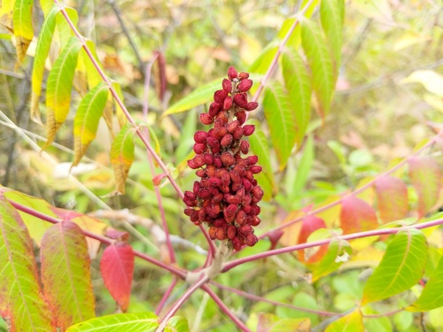 Rhus × pulvinata (Northern Sumac)