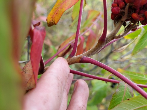 Rhus × pulvinata (Northern Sumac) (alternate view 2)