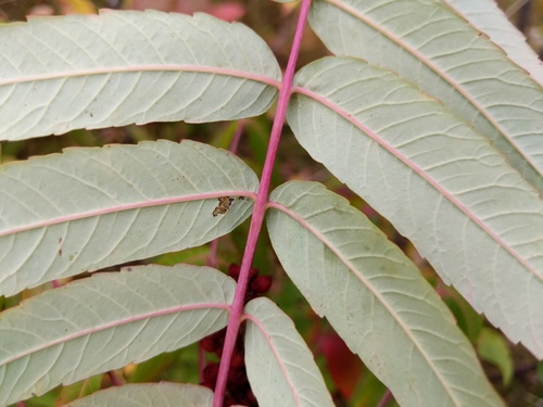 Rhus × pulvinata (Northern Sumac) (alternate view 3)