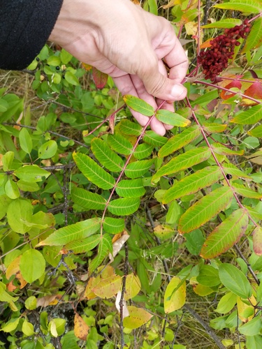 Rhus × pulvinata (Northern Sumac) (alternate view 4)
