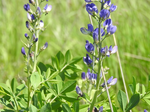 Baptisia australis (Blue Wild Indigo) (alternate view 3)
