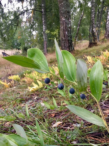 Polygonatum odoratum (Solomon's Seal) (alternate view 7)