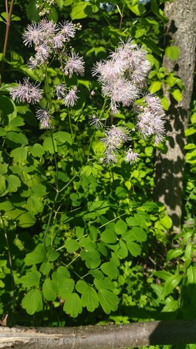 Thalictrum aquilegiifolium (Columbine Meadow Rue)