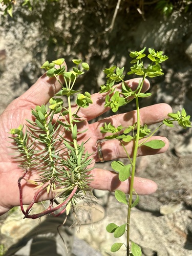 Euphorbia peplus (petty spurge)