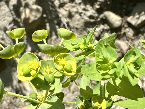 Euphorbia peplus (petty spurge) (alternate view 2)