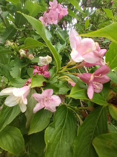 Weigela (Weigela bushes) (alternate view 8)