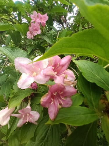 Weigela (Weigela bushes) (alternate view 9)