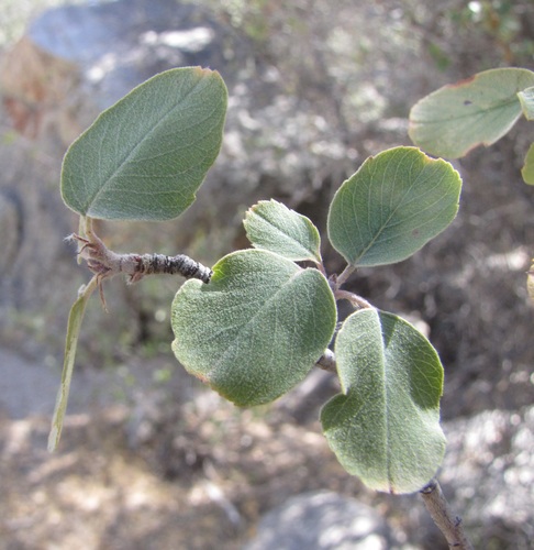 Amelanchier utahensis (Utah Serviceberry) (alternate view 6)