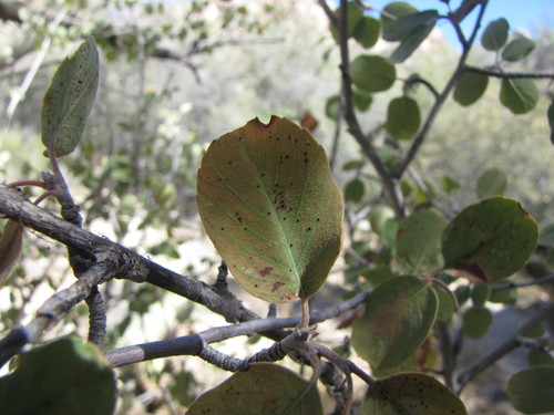 Amelanchier utahensis (Utah Serviceberry) (alternate view 7)