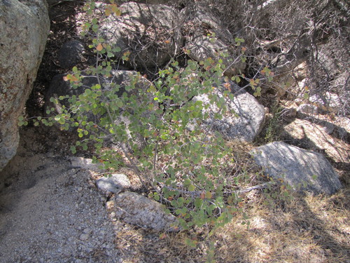 Amelanchier utahensis (Utah Serviceberry) (alternate view 8)
