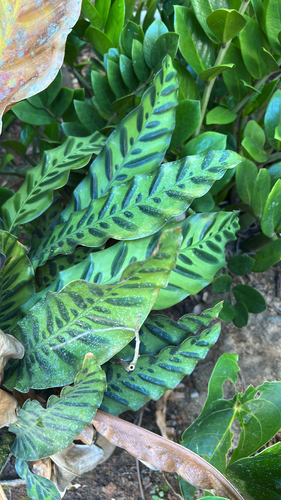Goeppertia insignis (Rattlesnake Plant)