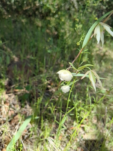 Calochortus albus (White Globe Lily) (alternate view 4)