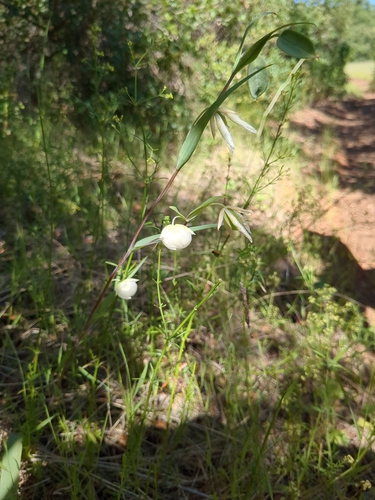 Calochortus albus (White Globe Lily) (alternate view 5)