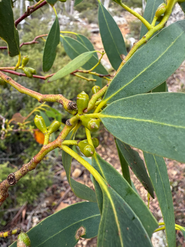 Eucalyptus gunnii (Silver Drop Eucalyptus) (alternate view 7)