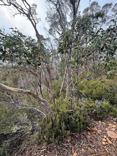 Eucalyptus gunnii (Silver Drop Eucalyptus) (alternate view 9)