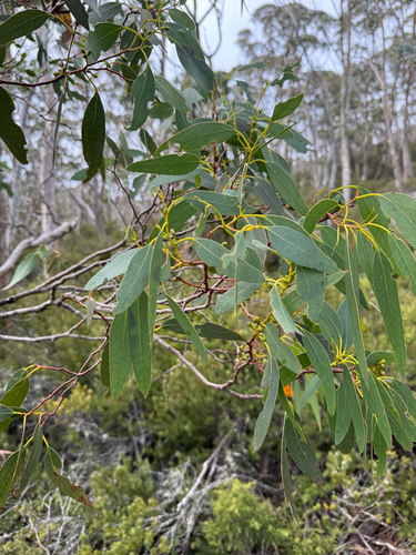 Eucalyptus gunnii (Silver Drop Eucalyptus) (alternate view 8)