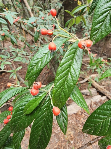 Cotoneaster salicifolius (Willow-leaved Cotoneaster)