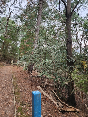 Cotoneaster salicifolius (Willow-leaved Cotoneaster)