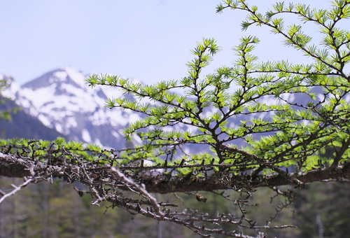 Larix kaempferi (Japanese Larch)