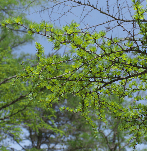 Larix kaempferi (Japanese Larch) (alternate view 2)