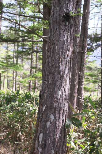 Larix kaempferi (Japanese Larch) (alternate view 4)
