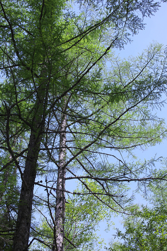 Larix kaempferi (Japanese Larch) (alternate view 3)