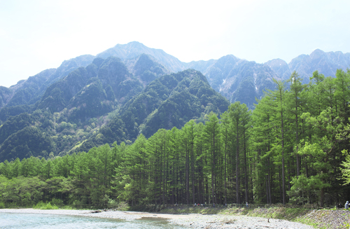 Larix kaempferi (Japanese Larch) (alternate view 5)
