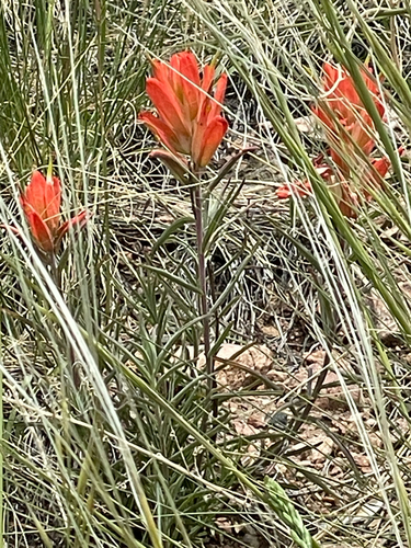 Castilleja integra (Wholeleaf Paintbrush) (alternate view 2)