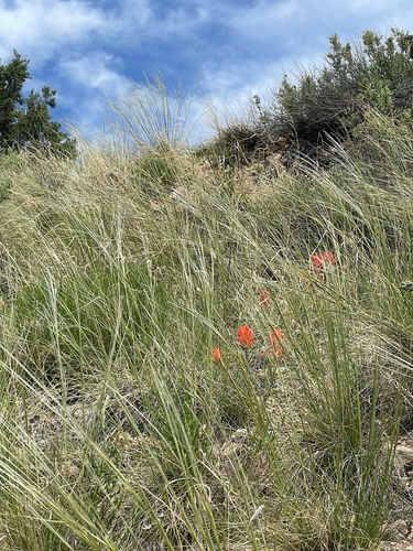 Castilleja integra (Wholeleaf Paintbrush) (alternate view 4)