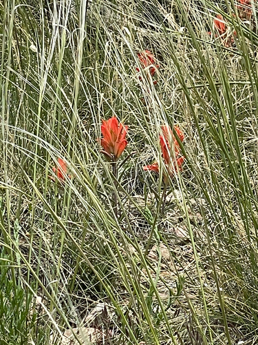 Castilleja integra (Wholeleaf Paintbrush) (alternate view 3)