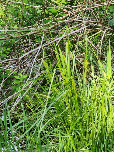 Carex vulpinoidea (Fox Sedge)