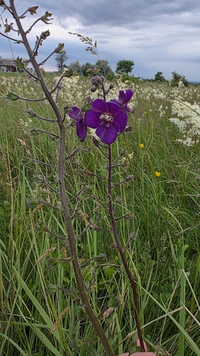 Verbascum phoeniceum (purple verbascum)