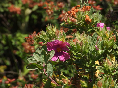 Cistus × incanus (Magenta Rockrose) (alternate view 9)