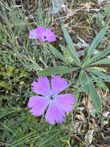 Dianthus gratianopolitanus (pinks) (alternate view 7)