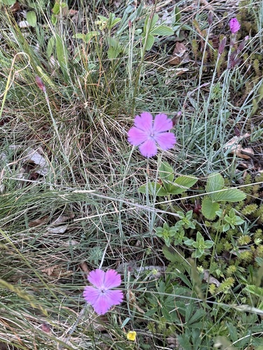 Dianthus gratianopolitanus (pinks) (alternate view 8)