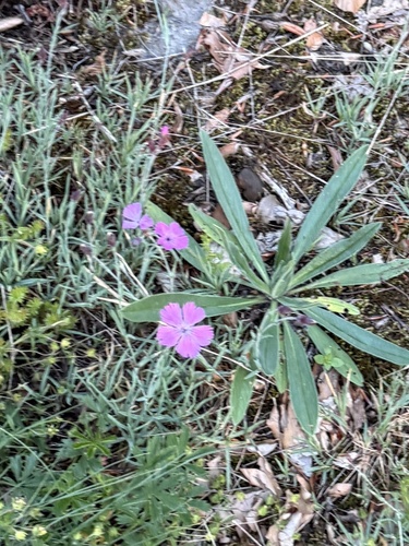 Dianthus gratianopolitanus (pinks) (alternate view 6)