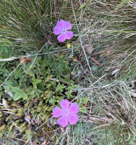 Dianthus gratianopolitanus (pinks) (alternate view 9)