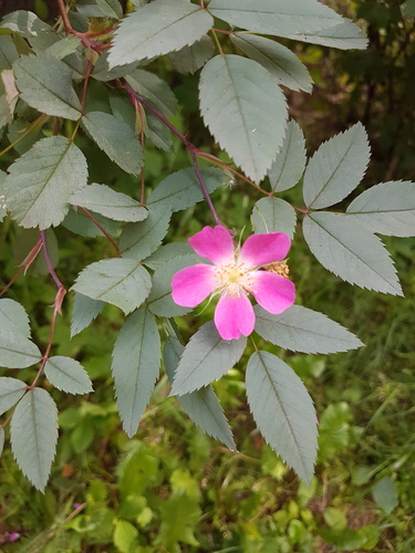 Rosa glauca (redleaf rose) (alternate view 3)
