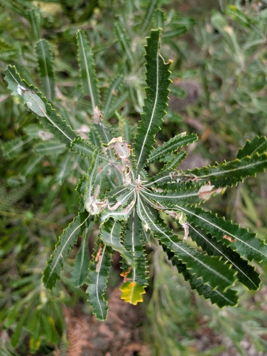 Banksia aemula (Wallum banksia) (alternate view 7)
