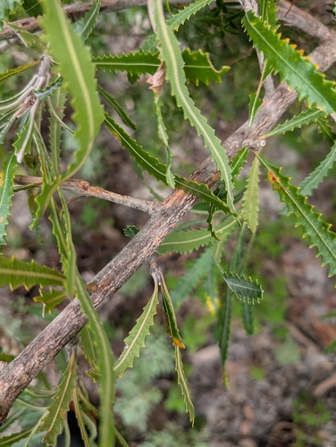 Banksia aemula (Wallum banksia) (alternate view 8)