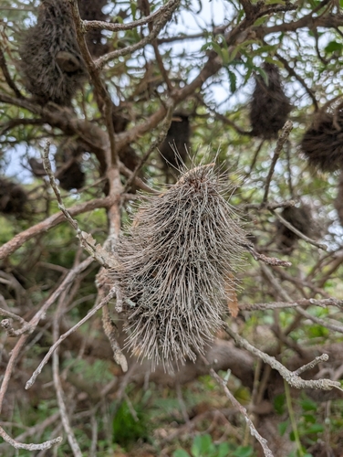 Banksia aemula (Wallum banksia) (alternate view 9)