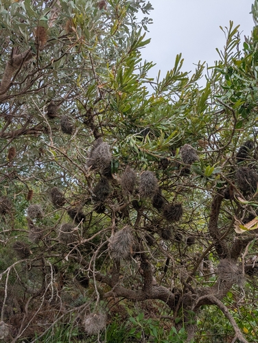Banksia aemula (Wallum banksia) (alternate view 10)
