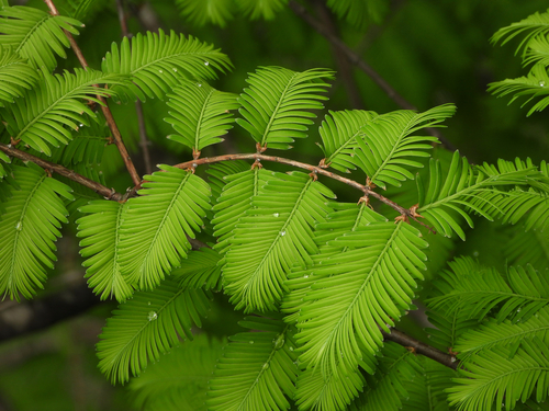 Metasequoia (dawn redwoods)