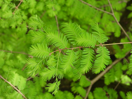 Metasequoia (dawn redwoods) (alternate view 2)