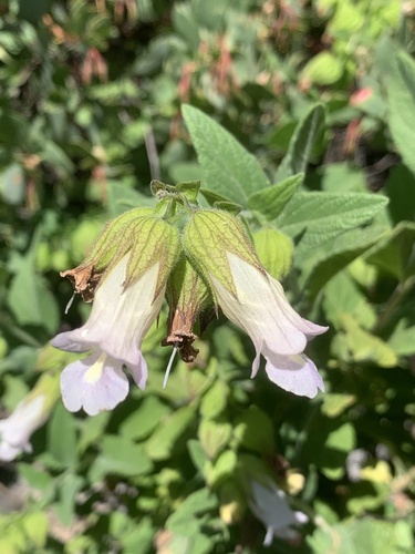 Lepechinia calycina (California Pitcher Sage) (alternate view 5)