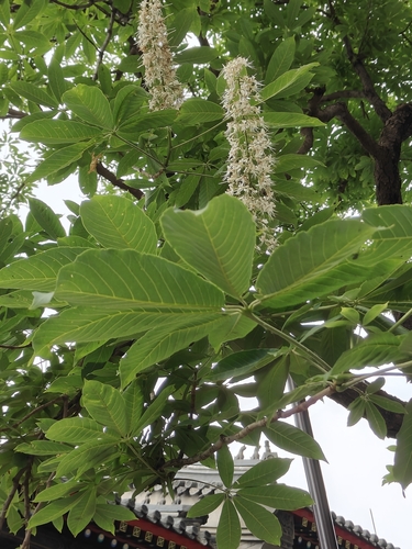 Aesculus chinensis (Chinese Horse Chestnut)