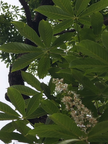 Aesculus chinensis (Chinese Horse Chestnut)